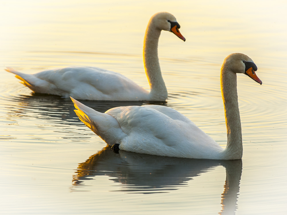 Platz 10 Johann Kerler